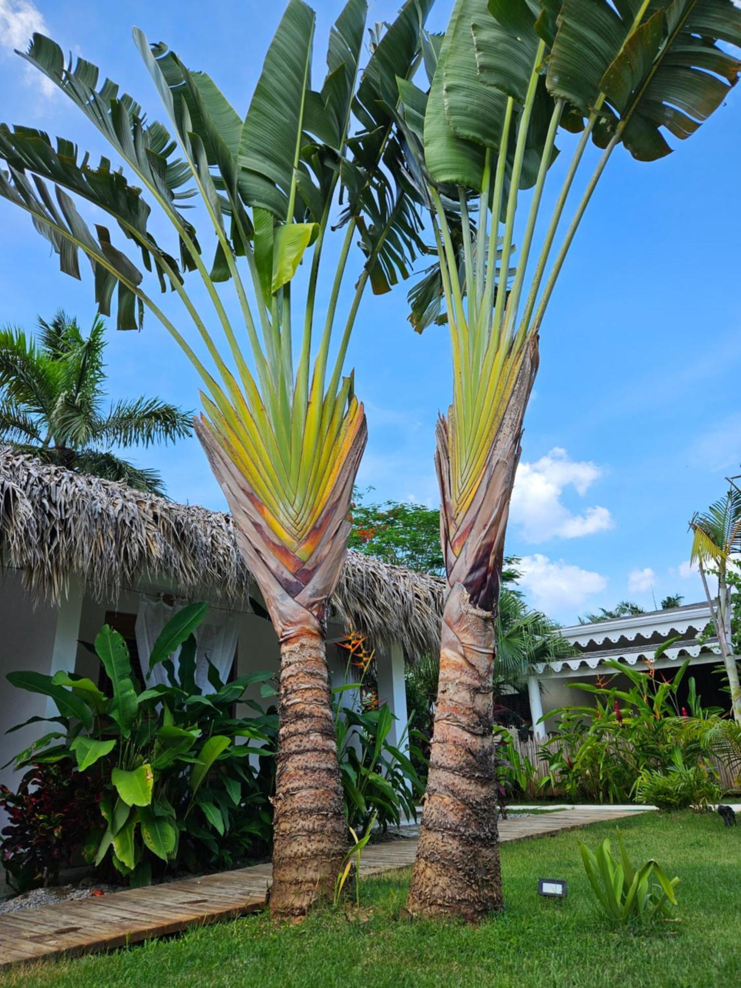 Casa Shambala B&B Las Terrenas Exterior foto