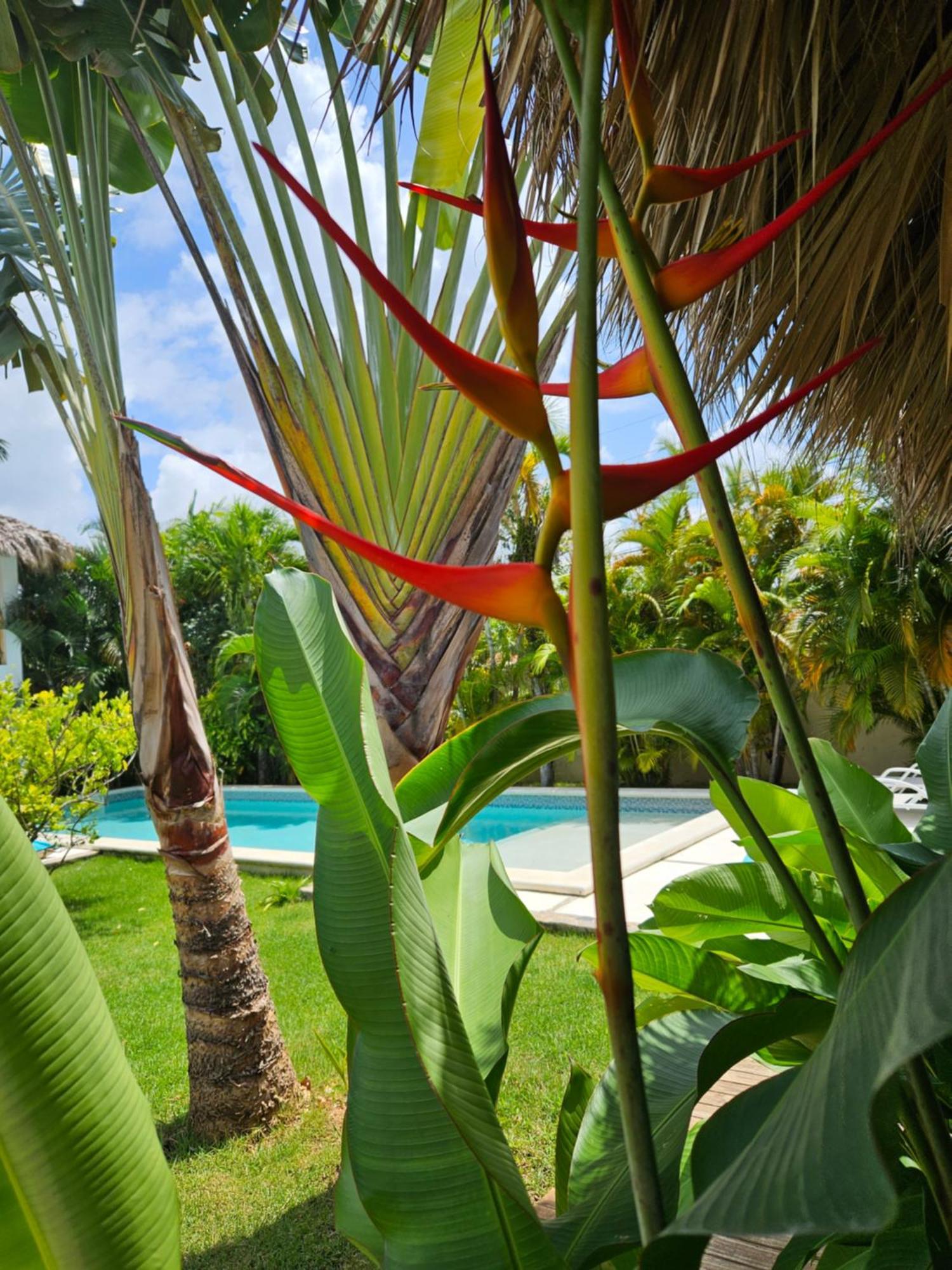 Casa Shambala B&B Las Terrenas Exterior foto